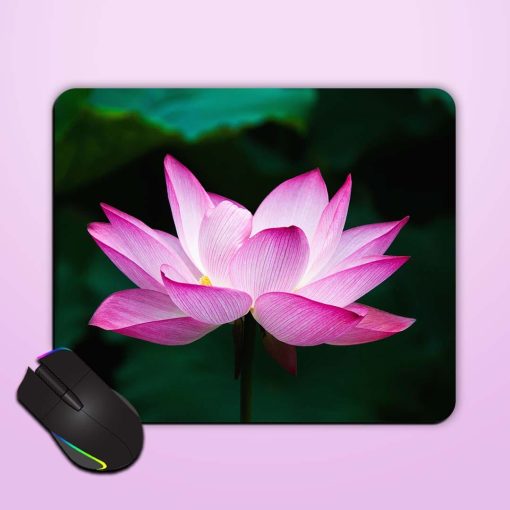 Lotus Mouse Pad Chachhi