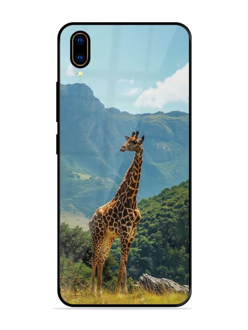 Gentle Giant Glossy Soft Edge Case for Vivo V11 Pro Chachhi