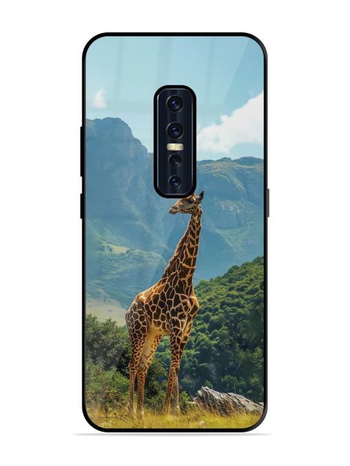 Gentle Giant Glossy Soft Edge Case for Vivo V17 Pro Chachhi